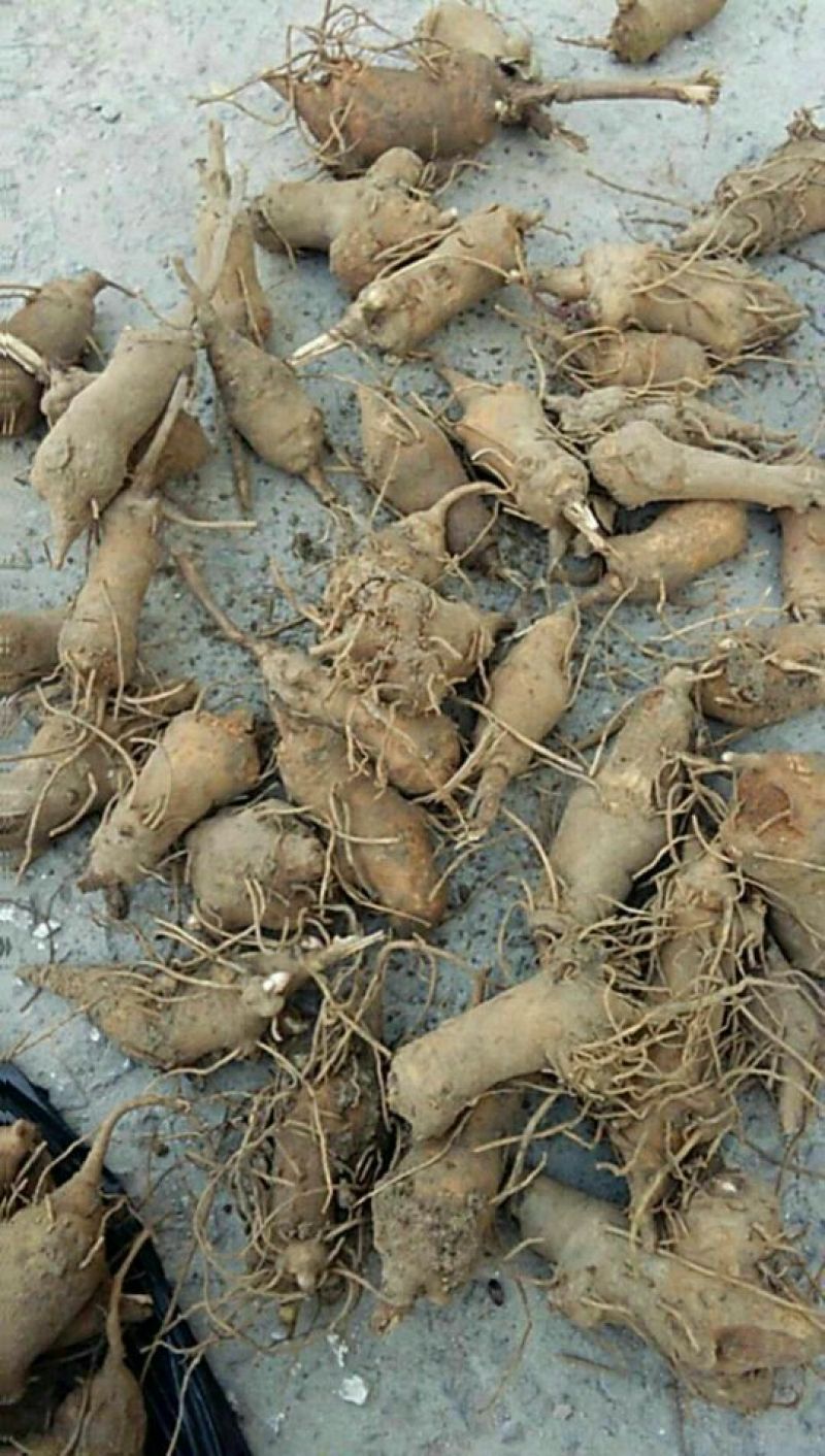 白术一年生种植免费技术指导，包回收成品，