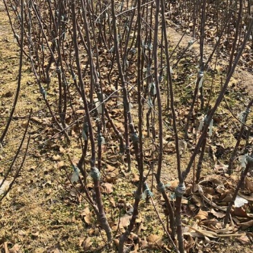 苹果树苗60~70cm