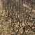 苹果树苗60~70cm