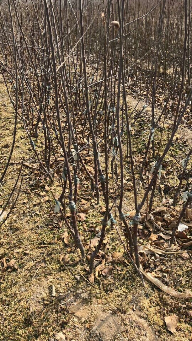 苹果树苗60~70cm