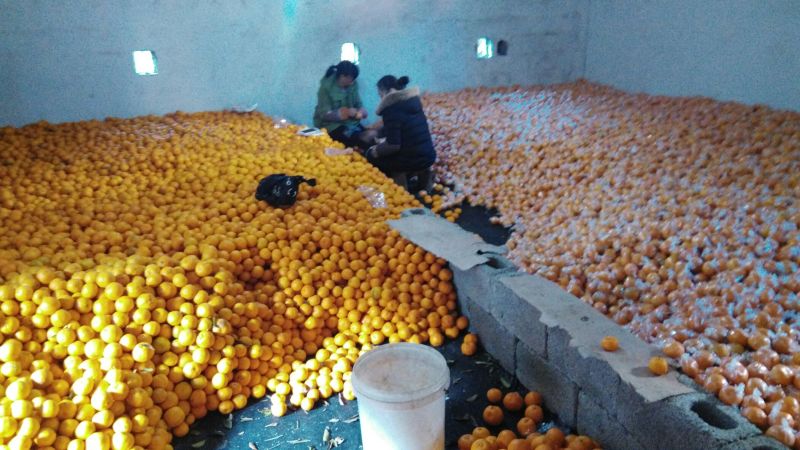 椪柑7cm以上口感甜个大皮毛干净欢迎老板前来够购买