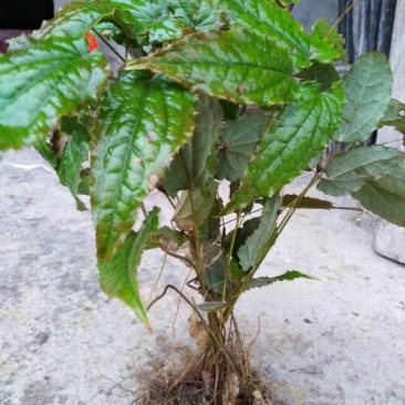 淫羊藿种苗陕西宁强树林野生环境人工繁育几年以上老苗批发