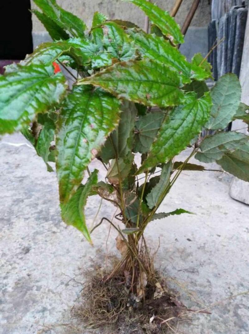 淫羊藿种苗陕西宁强树林野生环境人工繁育几年以上老苗批发