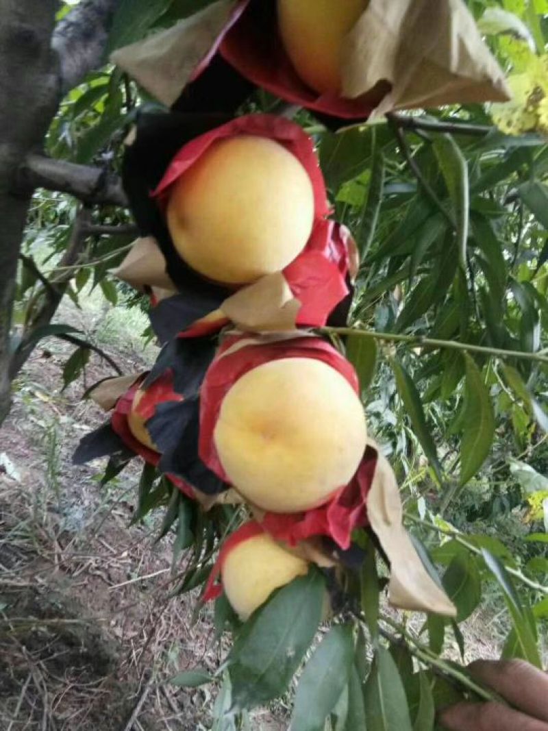 黄桃树苗60~70cm