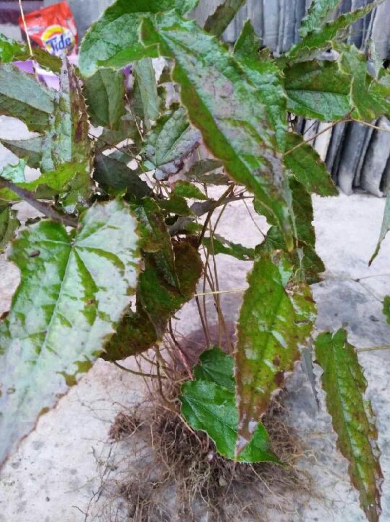 淫羊藿野生淫羊藿干货宁强淫羊藿批发零售均可