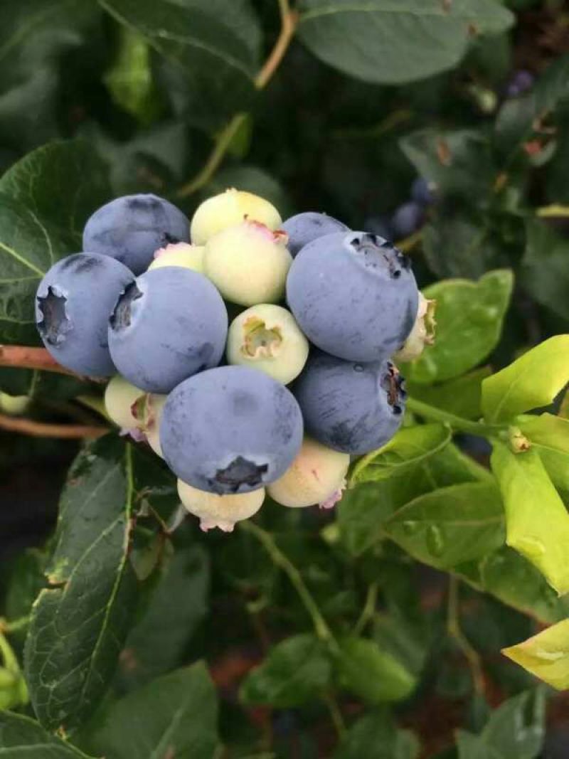 南高丛蓝莓10~12mm以上
