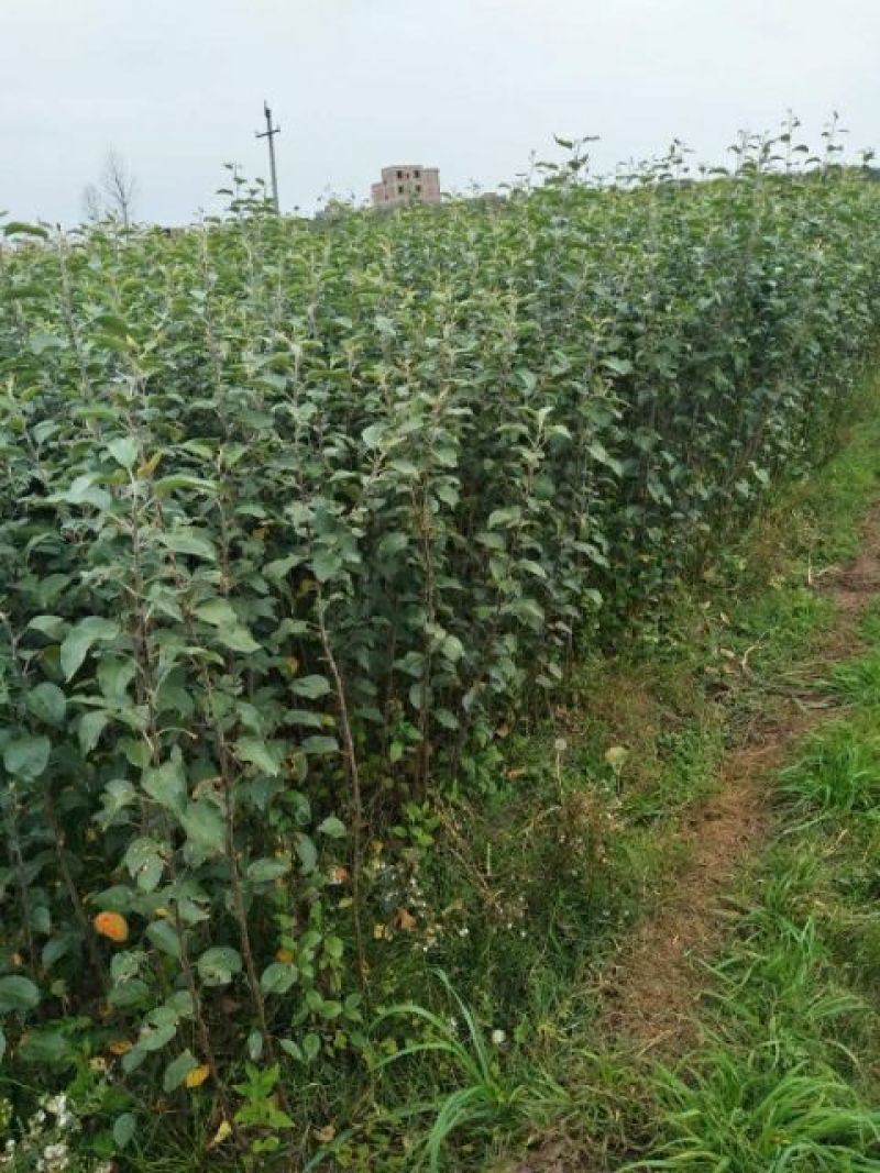 桃树苗60~70cm