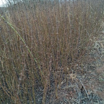 桃树苗60~70cm