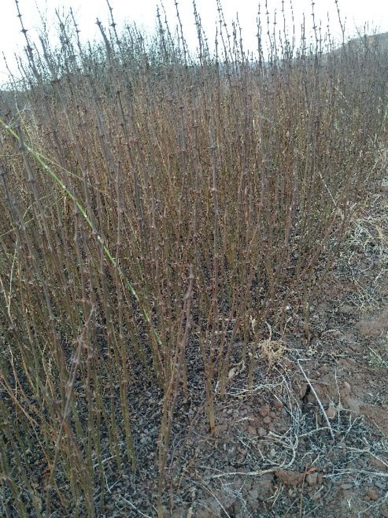 桃树苗60~70cm