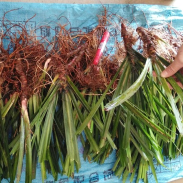 江西福建石菖蒲石菖蒲种苗，药典达标品种