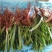 江西福建石菖蒲石菖蒲种苗，药典达标品种