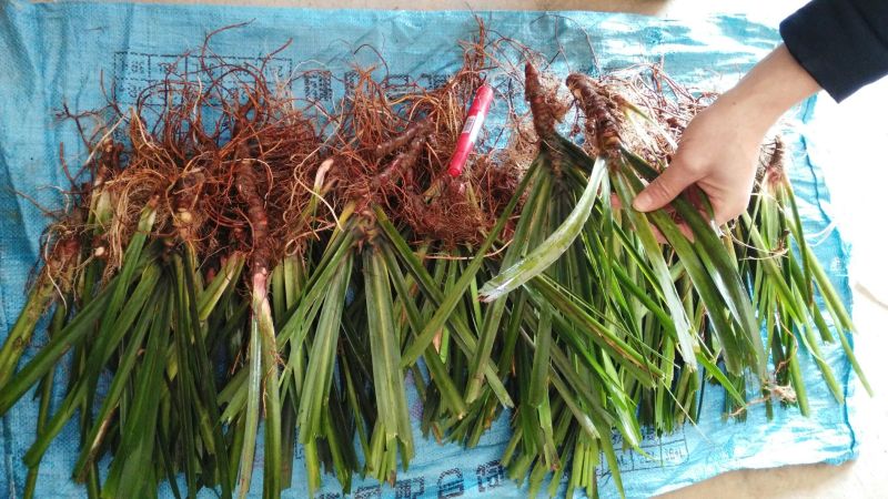 江西福建石菖蒲石菖蒲种苗，药典达标品种