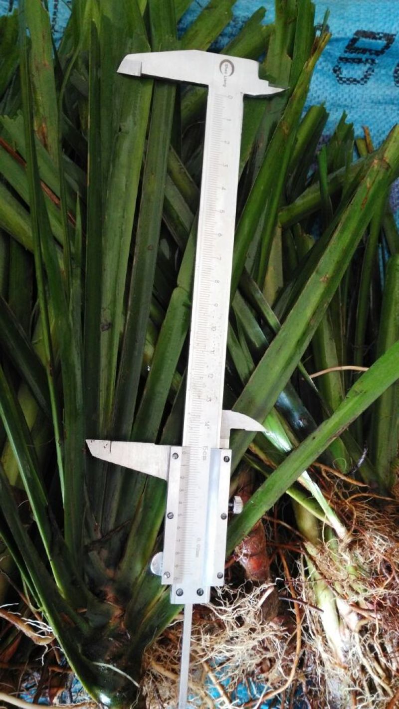 江西福建石菖蒲石菖蒲种苗，药典达标品种
