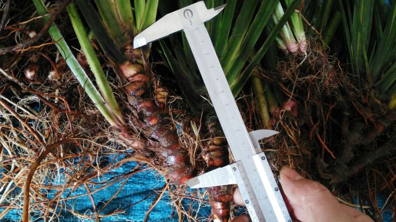 江西福建石菖蒲石菖蒲种苗，药典达标品种