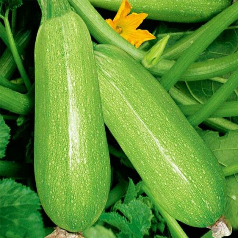 绿皮西葫芦大量上市，货源充足