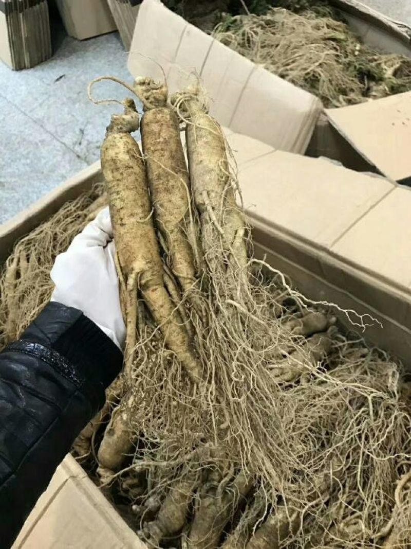 吉林人参鲜
