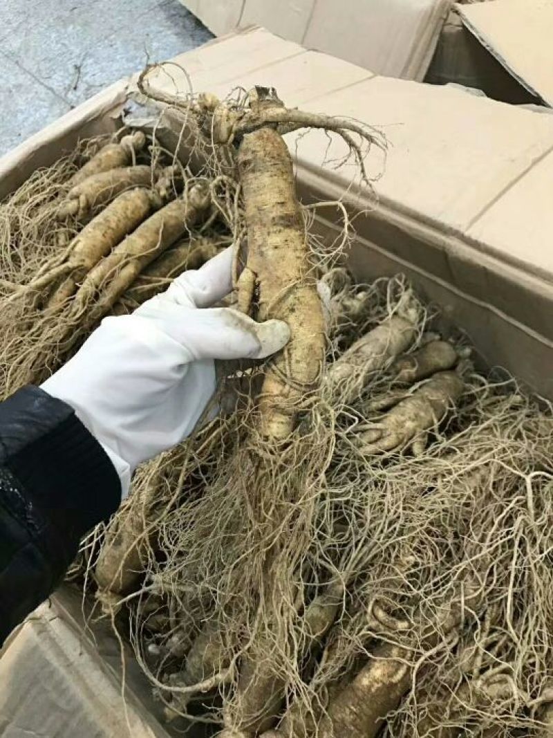 吉林人参鲜