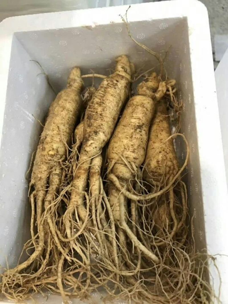 吉林人参鲜