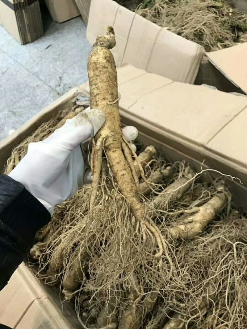 吉林人参鲜