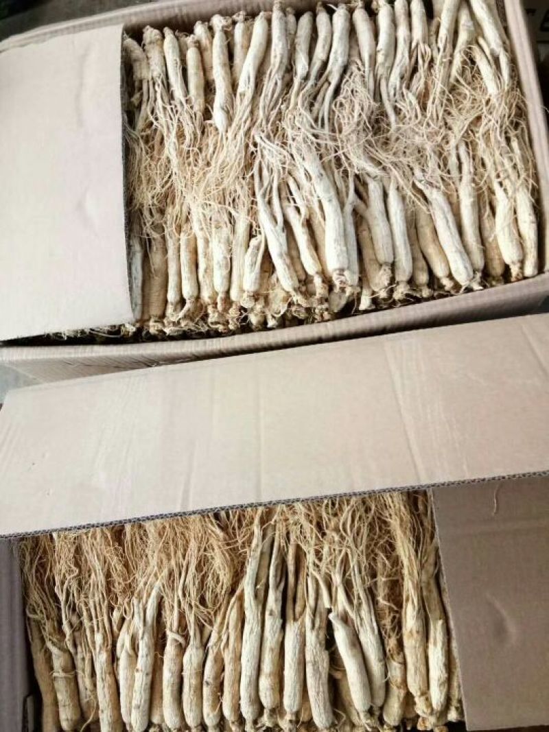 白参菇白参