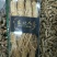 白参菇白参