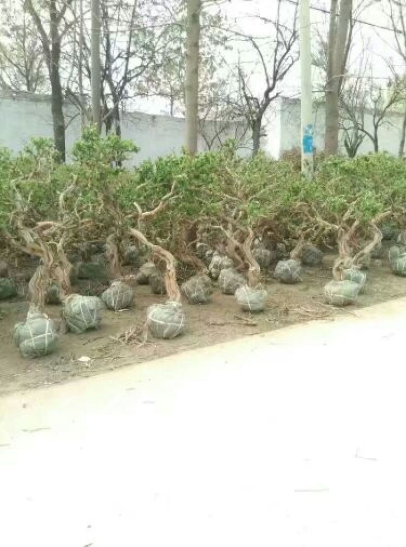 金银花盆景