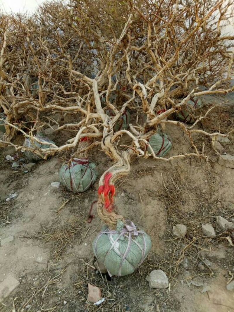 金银花盆景