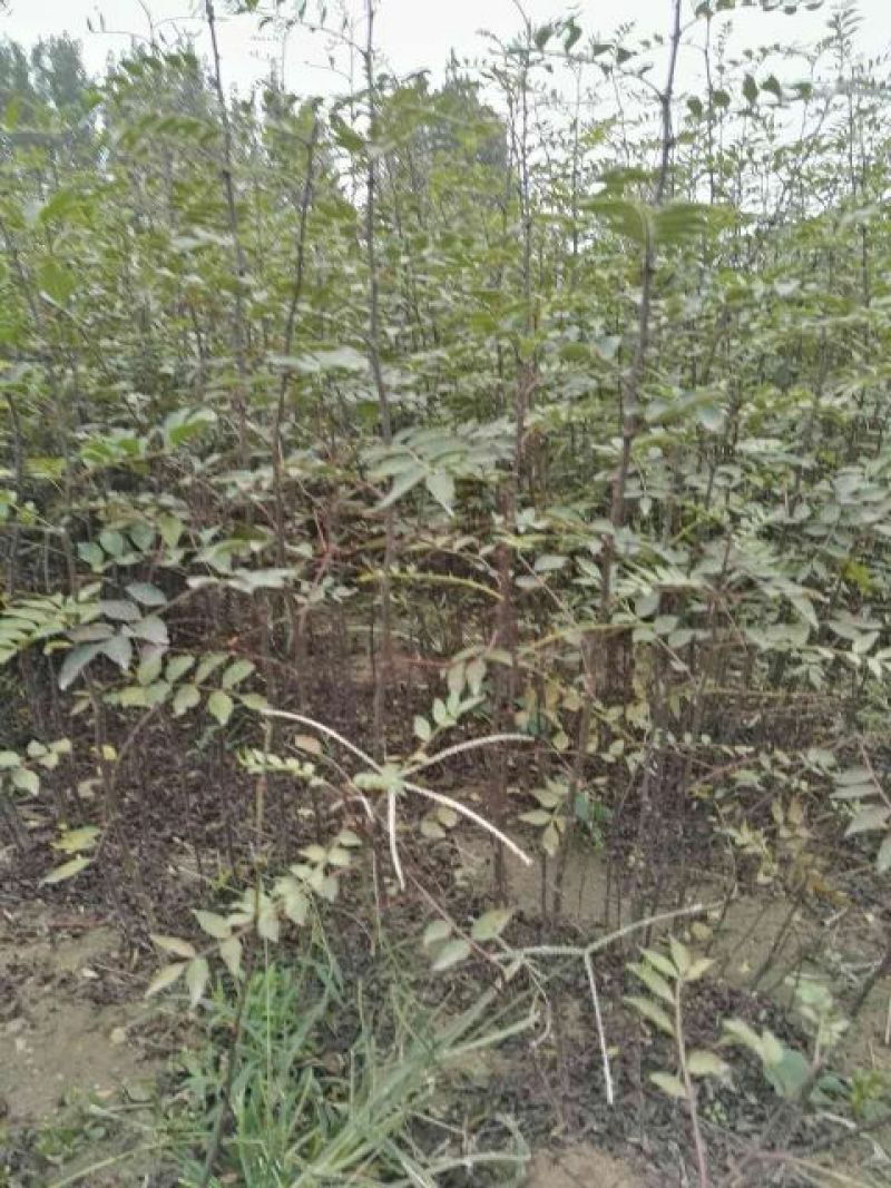 花椒苗1~2年