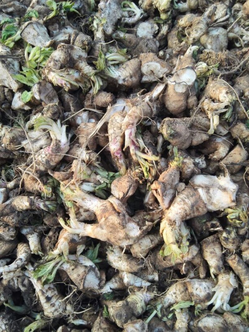 玄参种苗，每斤价格，玄参芽，免费技术指导