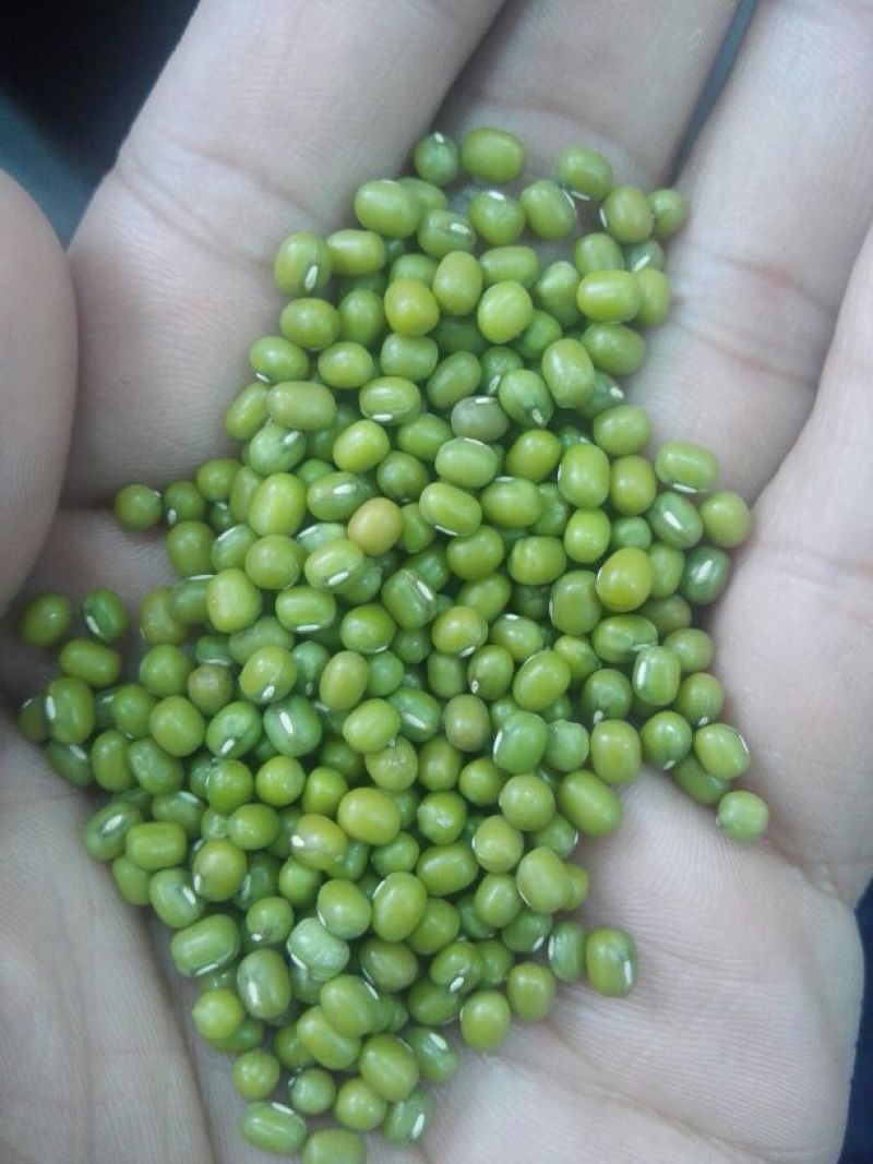 赤峰明绿豆芽豆专业芽豆发芽率高整车零担常年供货