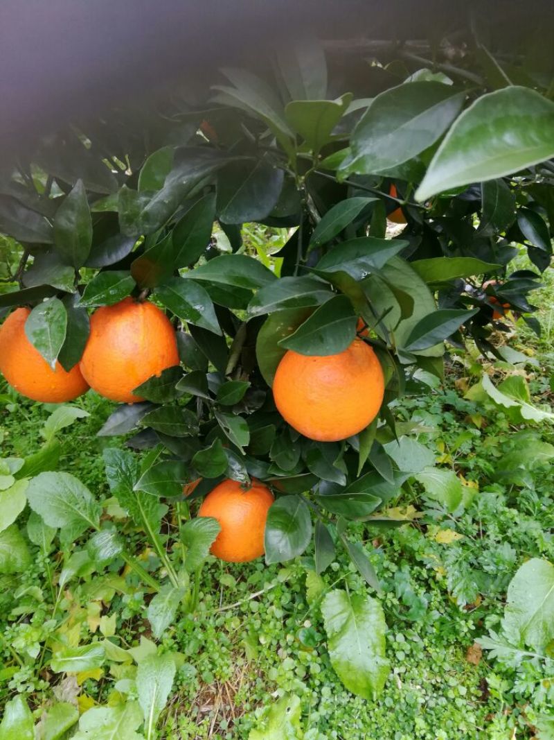 纯甜纽红尔脐橙定购中