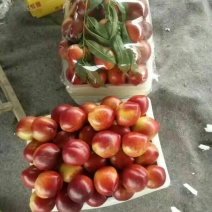 油桃质优价廉