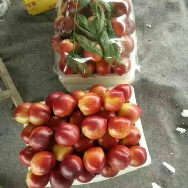 油桃质优价廉