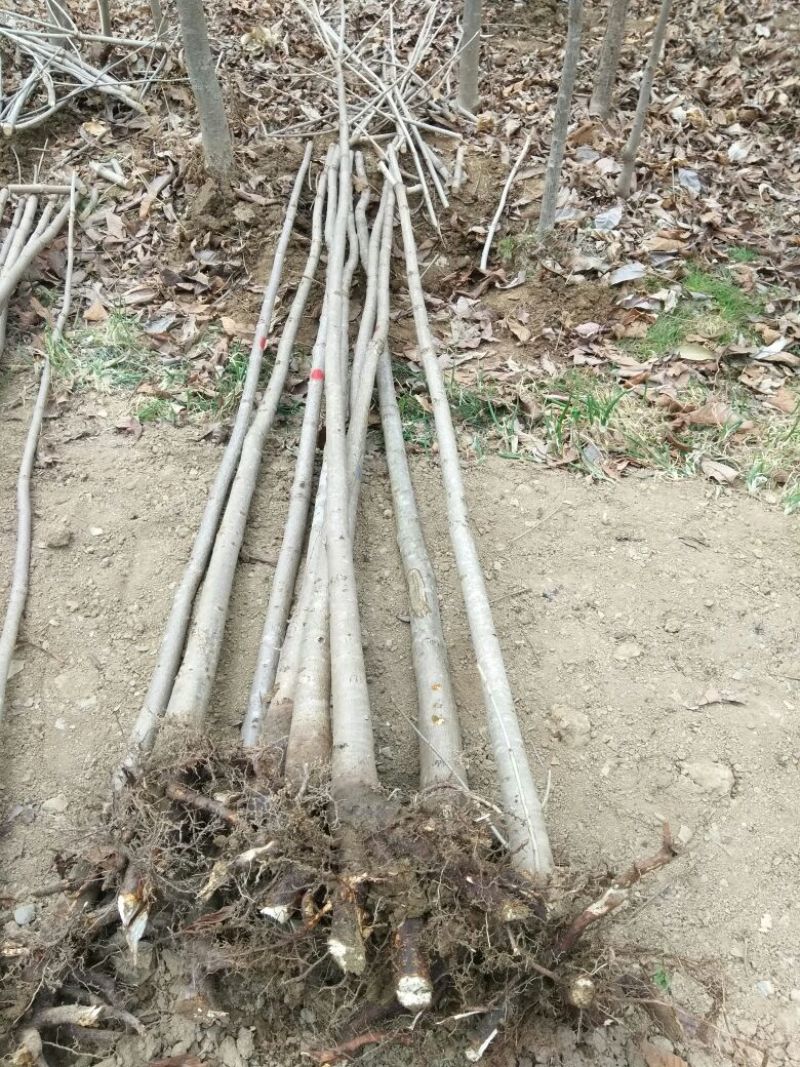 七叶树250~350cm50~100cm现在全低价出