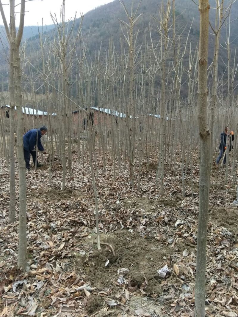 七叶树250~350cm50~100cm现在全低价出