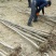 七叶树250~350cm50~100cm现在全低价出