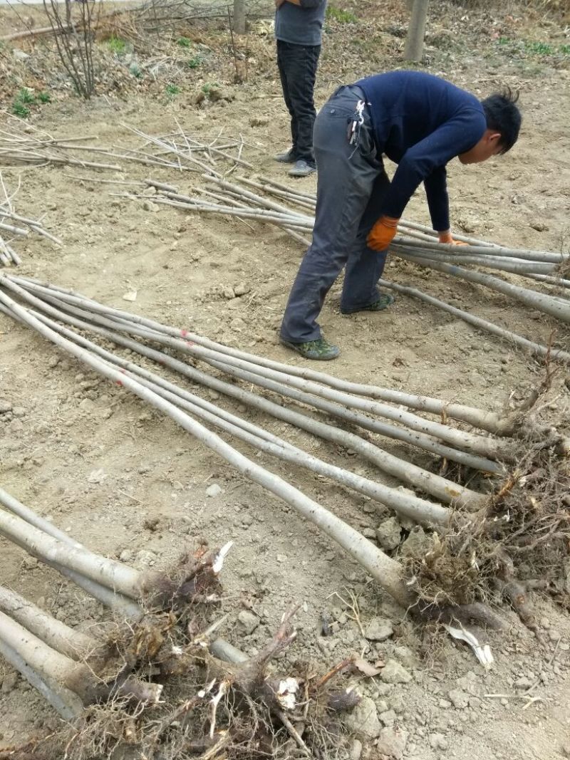 七叶树250~350cm50~100cm现在全低价出
