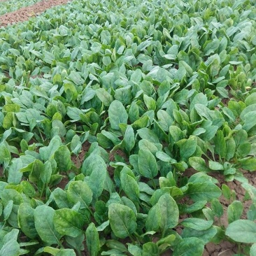 越冬菠菜15~20厘米