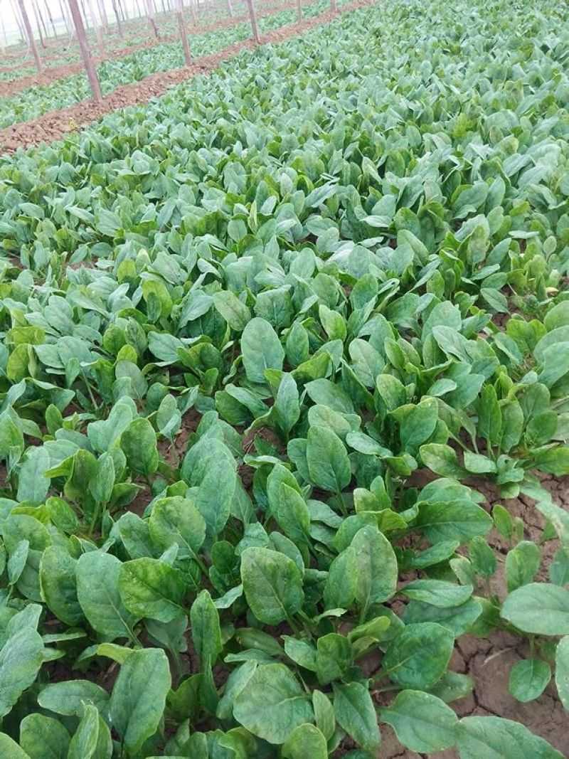 越冬菠菜15~20厘米