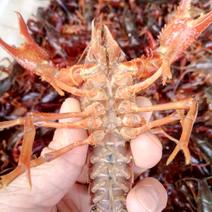 小龙虾小龙虾主养4-6钱（20-30克）食用活虾