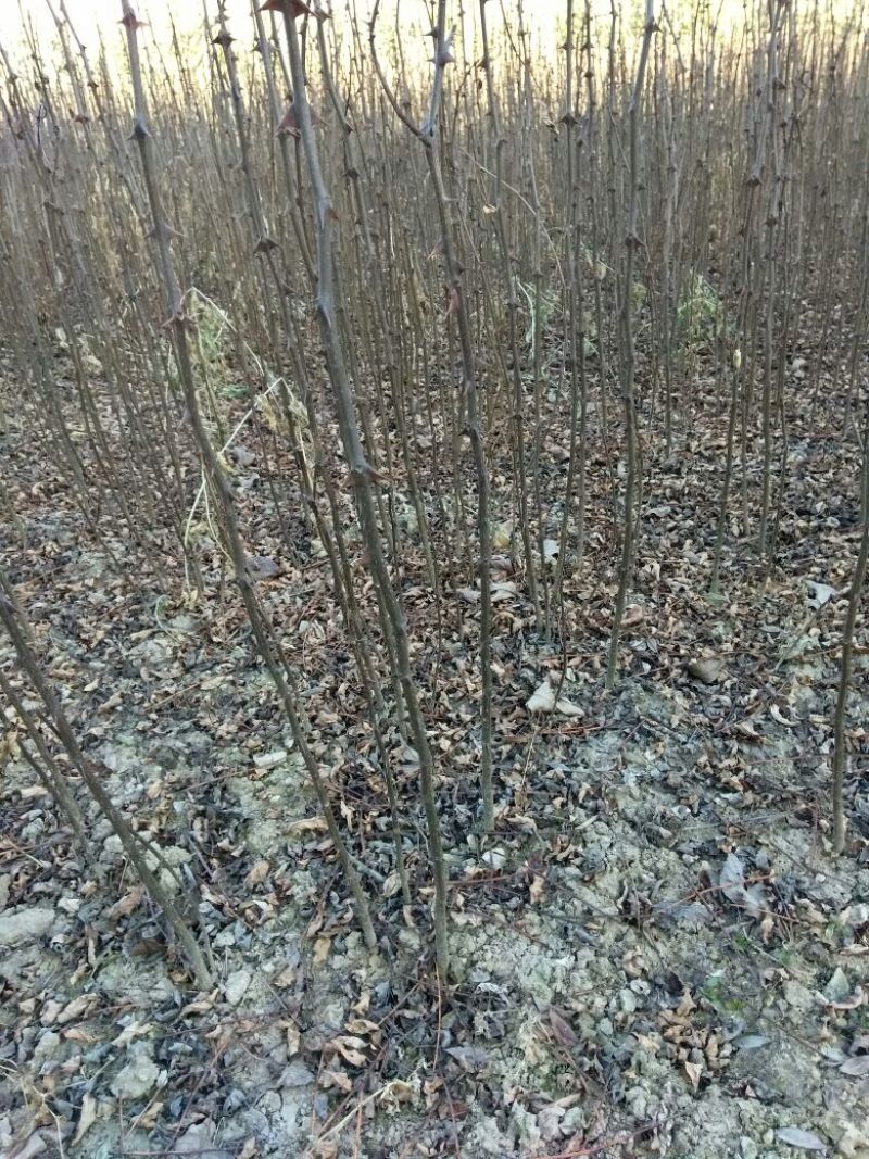 花椒苗1~2年现在全部低价出售需要的联系