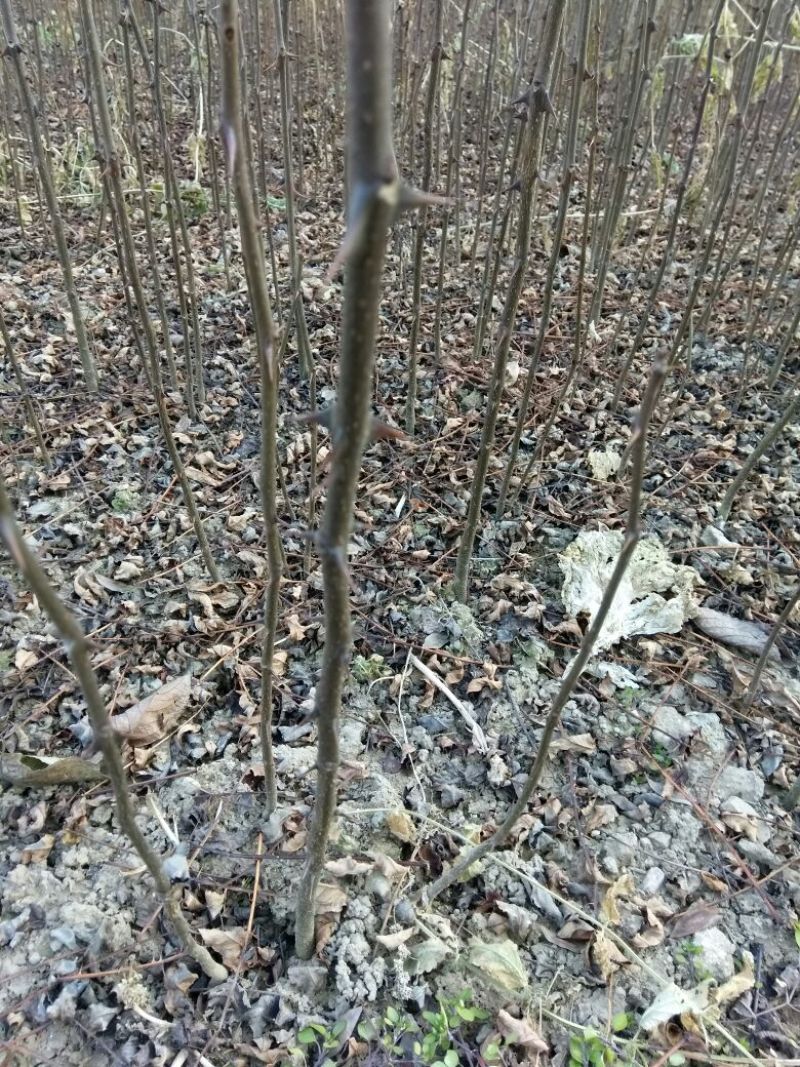 花椒苗1~2年现在全部低价出售需要的联系