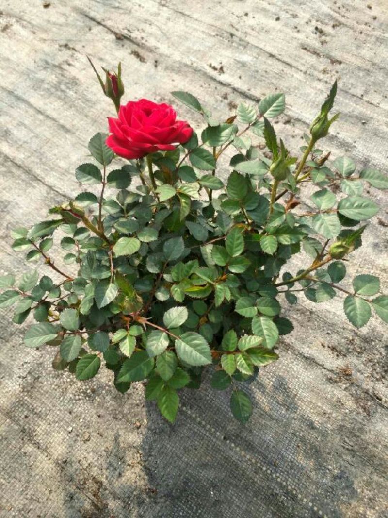 微型月季10~20cm