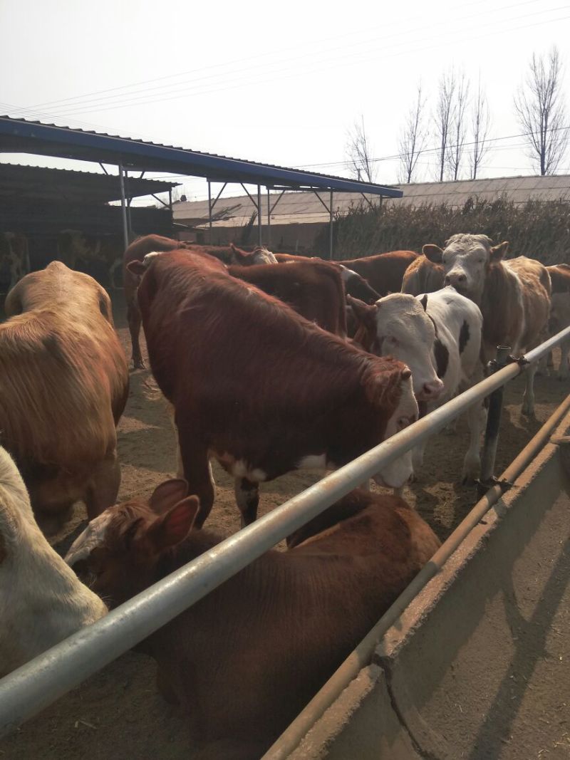 肉牛二百斤【货真价实，诚信经营】