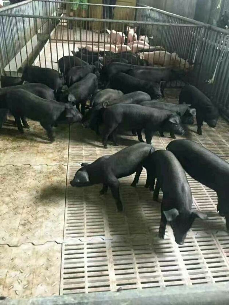黑土仔猪养殖场全国供货，品种全，价格实