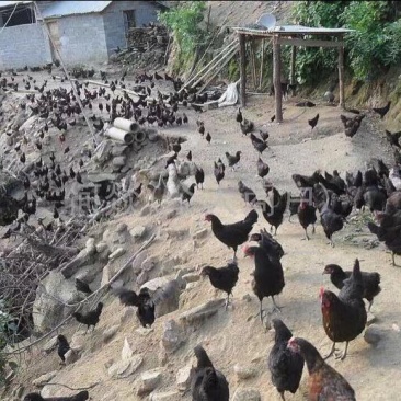 绿壳鸡蛋