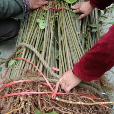 香椿树苗10~30cm