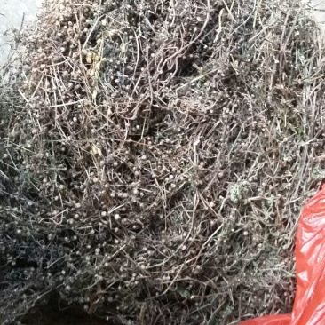 广西桂林野生白花蛇舌草：一手货源