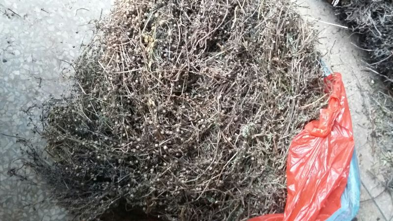 广西桂林野生白花蛇舌草：一手货源