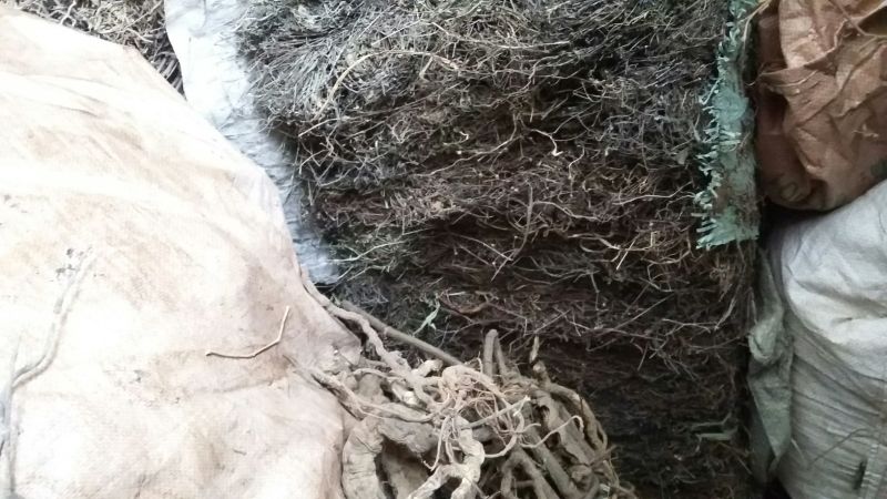 广西桂林野生白花蛇舌草：一手货源